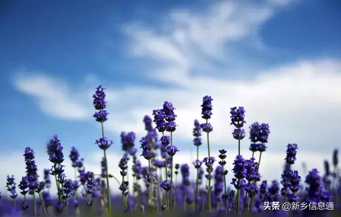 清风新乡最新动态，最新消息与我的观察分析