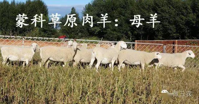 时代背景下的活羊价格波动及其影响分析