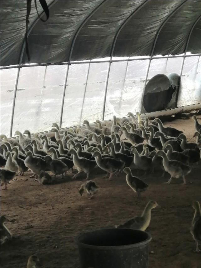 最新鹅苗价格探析，市场走势与多方观点分析概览
